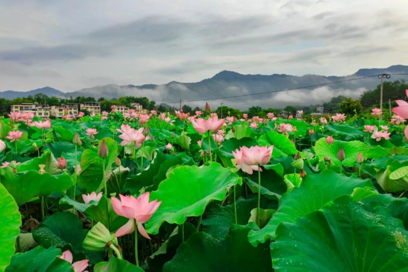 赏荷地点：宁化县石壁镇陈塘村百亩荷花。