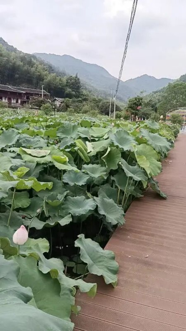 亲水步道环绕荷塘，田园咖啡屋临荷而建，赏荷之余可投喂萌趣小猪、打卡森林玻璃滑道、林间露营，赏荷遛娃一站式乡村微度假好去处。