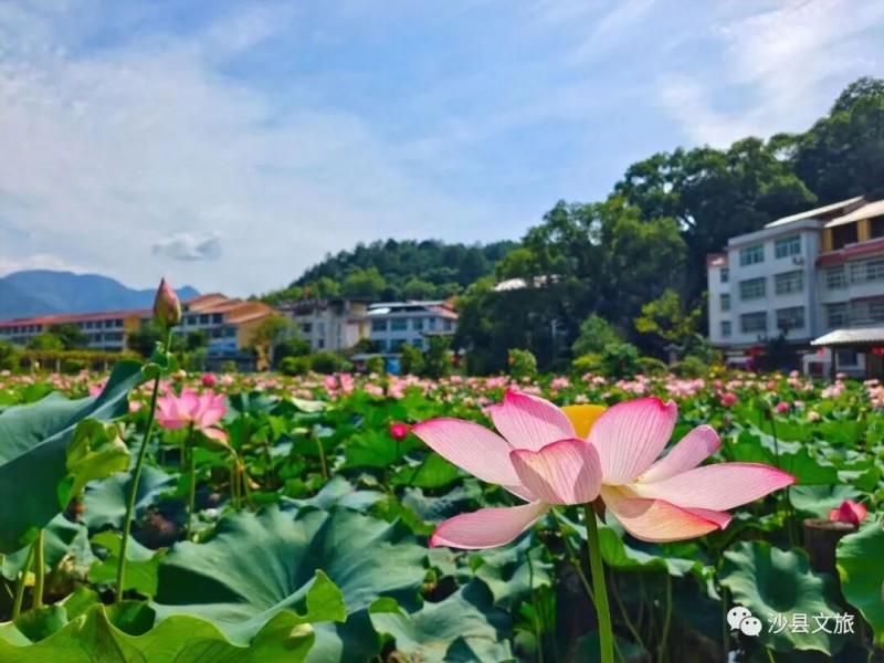 沙县区夏茂镇俞邦村约28亩荷塘，花期从6月延续至8月末。记者 俞和江 摄
