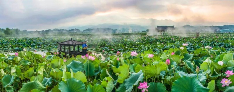 建宁县修竹荷苑，国家级农业旅游示范点，汇集国内外121种荷花（含珍稀并蒂莲、各类睡莲、花莲）。邱翼 摄