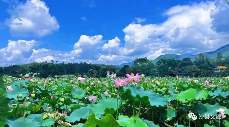 赏荷地点：沙县区夏茂镇俞邦村荷塘。来源：沙县小吃文旅集团