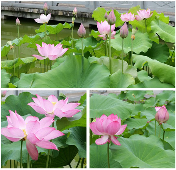 赏荷地点：尤溪县城关镇水南村白鹤楼荷花池。