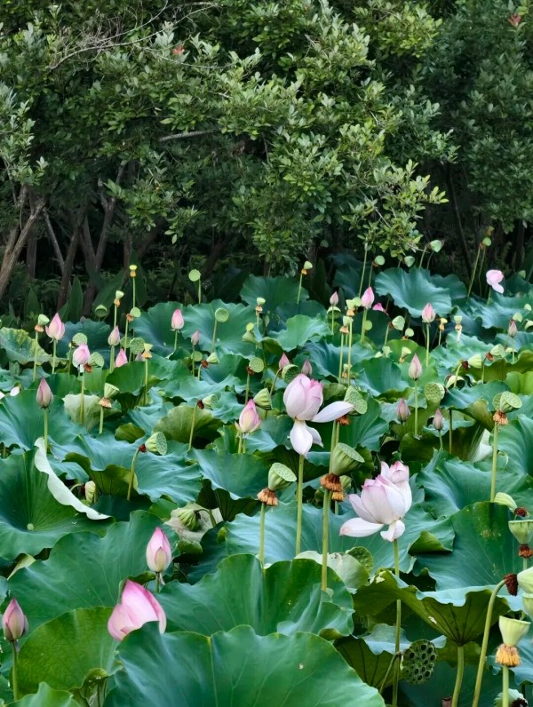 赏荷地点：沙县区虬江街道如意湖湿地公园