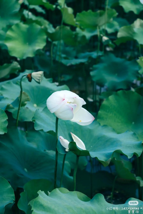 赏荷地点：沙县区虬江街道如意湖湿地公园。小红书用户：@星星仔 摄