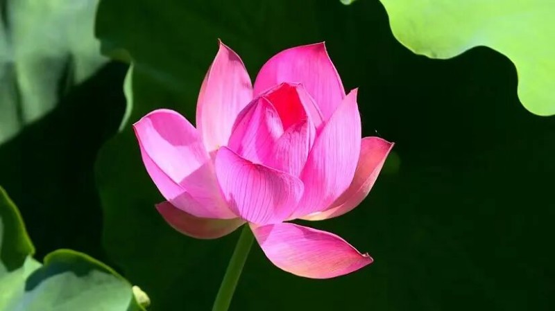 赏荷地点：明溪县204省道旁瀚仙镇龙湖村荷花田。