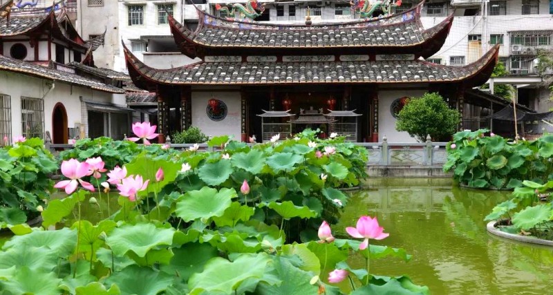 尤溪县白鹤楼荷花池的中式古建临水而立，荷花绕楼阁盛放，微风拂过荷香满庭，汉服打卡、短途散心优选。
