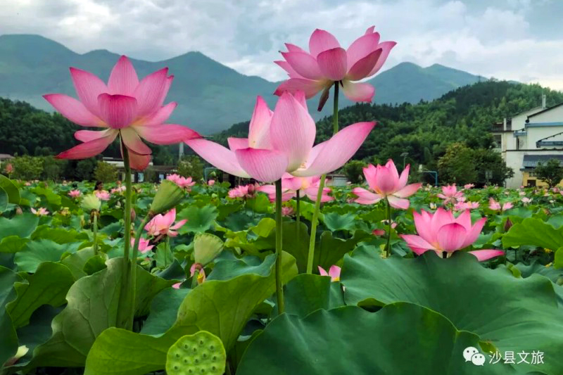 赏荷地点：沙县区南阳乡大基口村莲海。黄静 摄