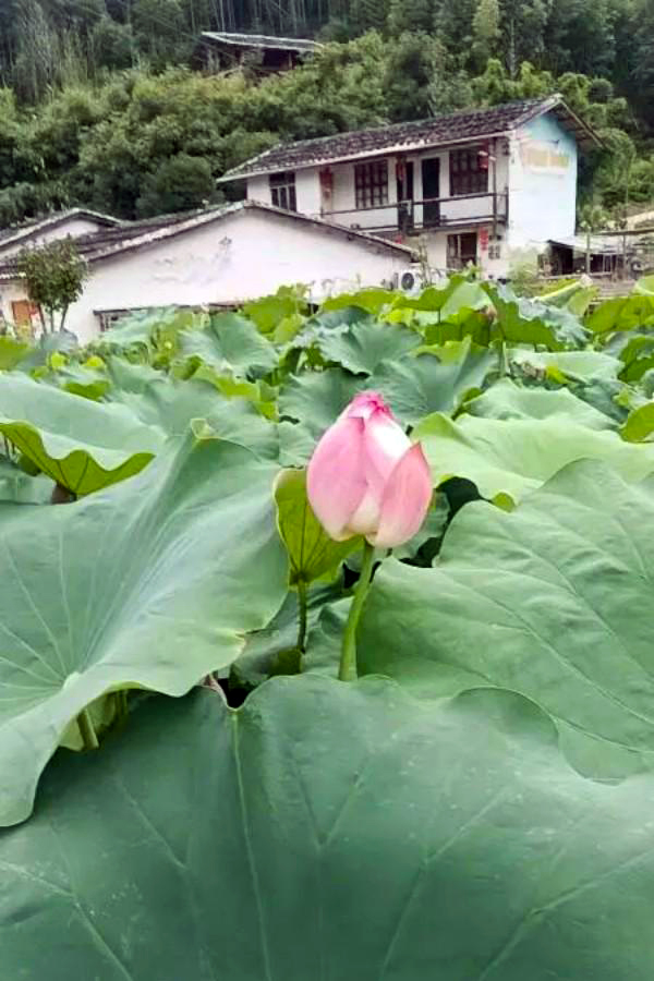 赏荷地点：沙县区高桥镇黄溪坑村小花猪趣味王国基地
