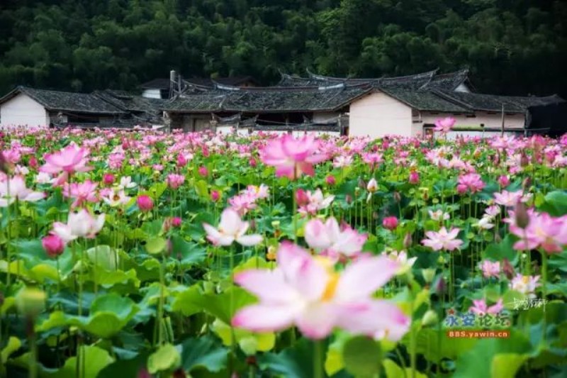 赏荷地点：永安市槐南镇洋头村安贞堡景区外围。