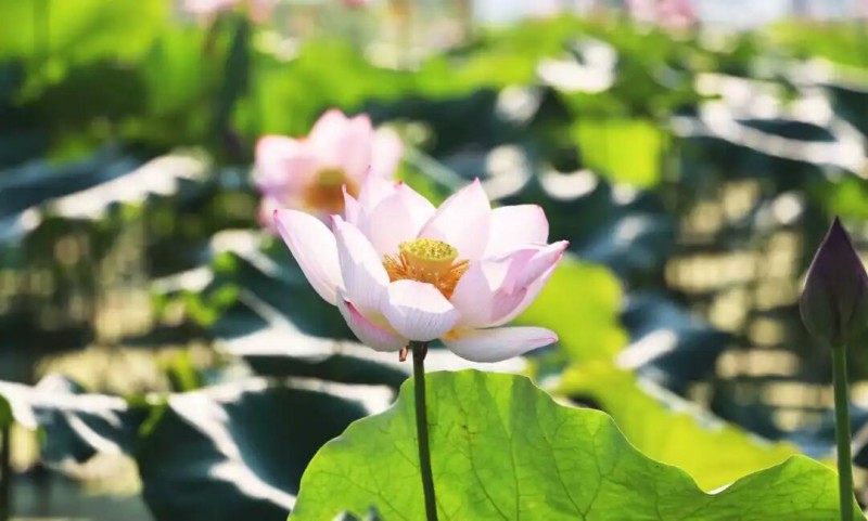 建宁县溪口镇溪枫村百亩荷塘，精心打造多处夏日赏花专属打卡点，漫步步道便能尽览荷田盛景，随手拍出夏日美景。