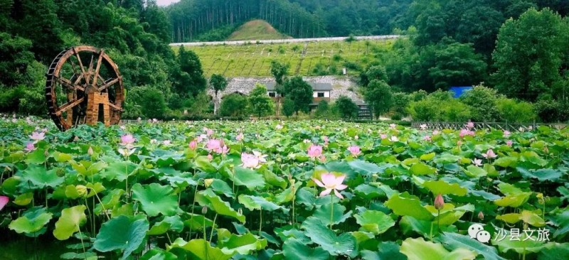 沙县区南阳乡大基口村莲海，大面积连片大田荷塘，木栈道穿梭花海深处，实景完美诠释 “接天莲叶无穷碧”。曹发彬 摄