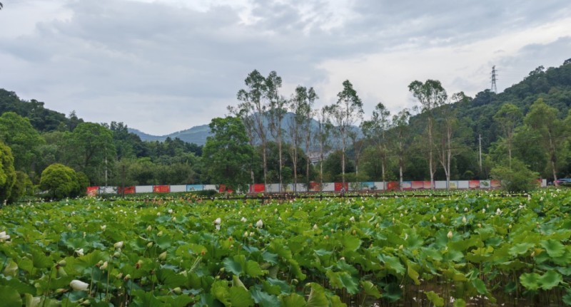 沙县区湿地公园百荷园中以荷花为主，配之各类水草植物，形成更加自然的、相互衬托的、错落有致的多层次水生植物景观。