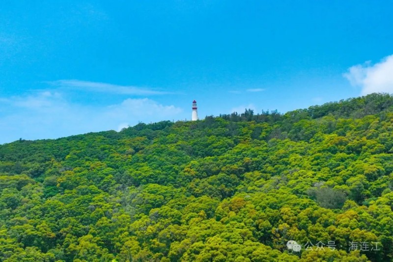 若是登高远眺，景致更是一绝，成片的相思树顺着山势错落生长，金色花海与澄澈湛蓝的大海，明净通透的天空交相辉映，每一帧都是治愈满分的初夏风光。