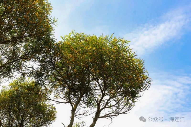 此番绝美花海盛景，在黄岐镇尽显极致，漫山遍野的相思树争相吐蕊、次第盛放，层层叠叠铺展在山野之间，远远望去，像是披上了一层熠熠生辉的黄金甲。