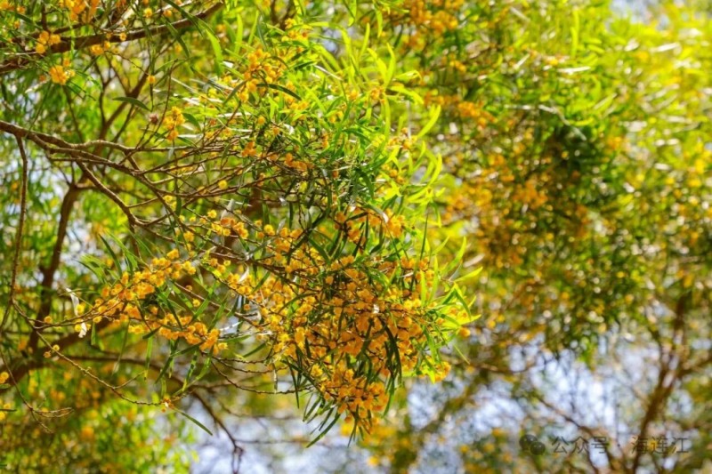 沿着滨海公路往古石村缓缓前行，一路皆是惊喜，道路两侧的相思花开得热烈灿烂，亮眼的金黄铺满沿路景致，步步皆景、处处治愈。