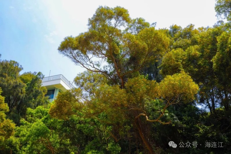 相思花花期，可从五月延续至七月盛夏，恰逢晴好天气，不妨约上亲朋好友，一同到黄岐镇邂逅浪漫初夏。