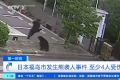 黑熊闯城区 日本熊患致近百所学校停课