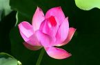 三明“夏日顶流”美景限时上线！错过又要等一年