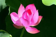 三明“夏日顶流”美景限时上线！错过又要等一年