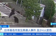 黑熊闯城区 日本熊患致近百所学校停课