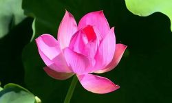 三明“夏日顶流”美景限时上线！错过又要等一年