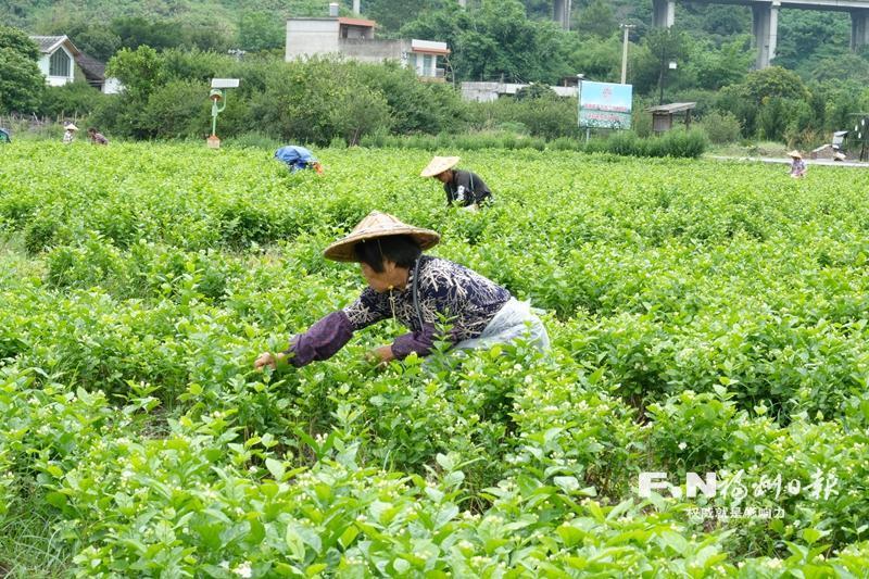 永泰梧桐千亩茉莉进入采摘旺季