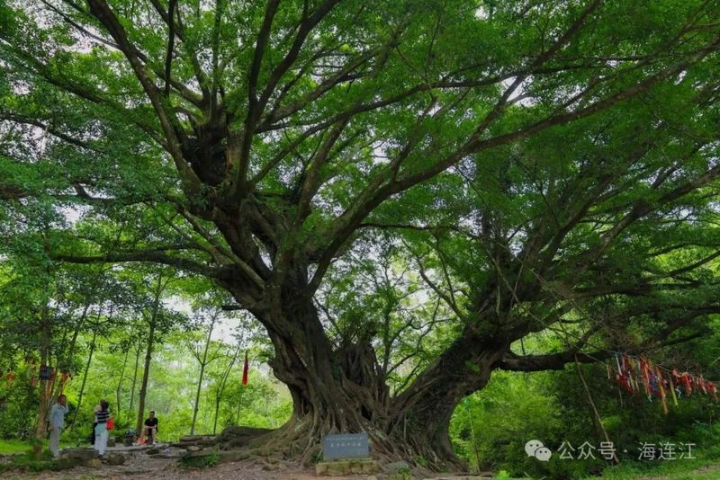 辞别红军泉，前行可至天然的休憩佳地——茶亭古榕树。