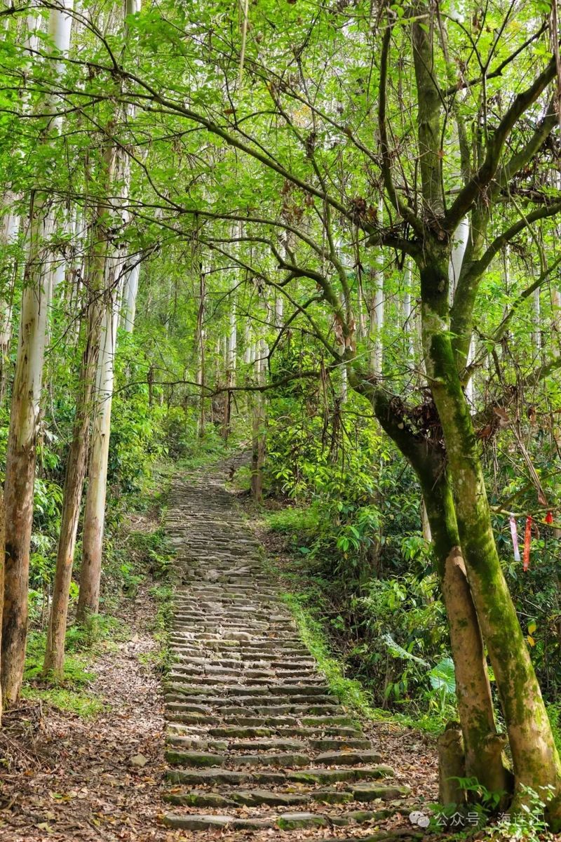 古树枝干粗壮、枝叶繁茂，将山道掩映成一条清幽绿廊。