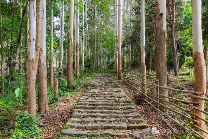 从潘渡镇贵安村古道驿站出发，沿阶梯拾级而上，道路两侧成片的桉树林率先闯入视野。