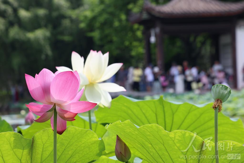 6月7日，游客在福州茶亭公园观赏荷花。