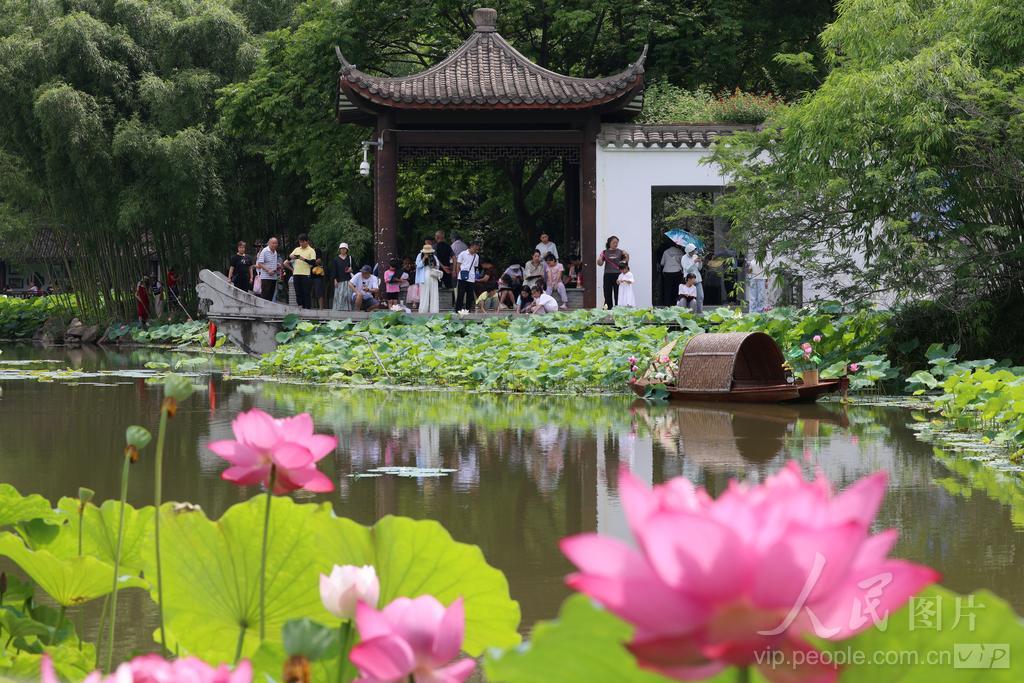 6月7日，游客在福州茶亭公园观赏荷花。