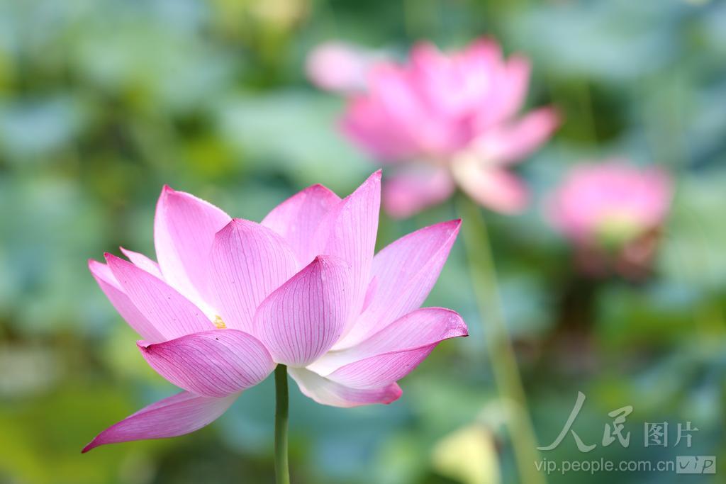 6月7日，游客在福州茶亭公园观赏荷花。