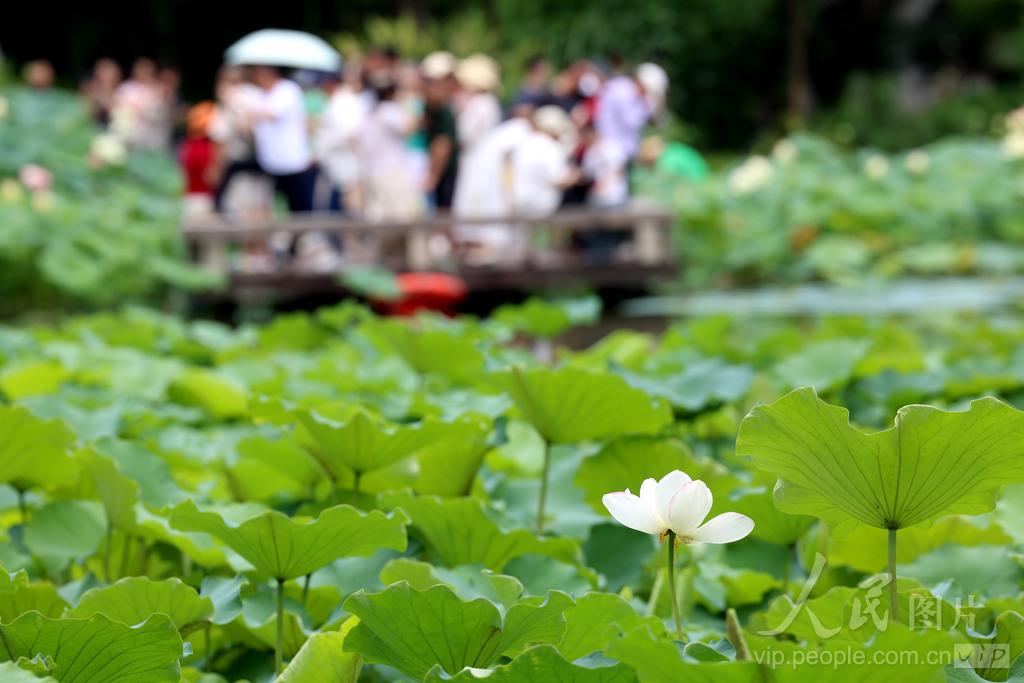 6月7日，游客在福州茶亭公园观赏荷花。