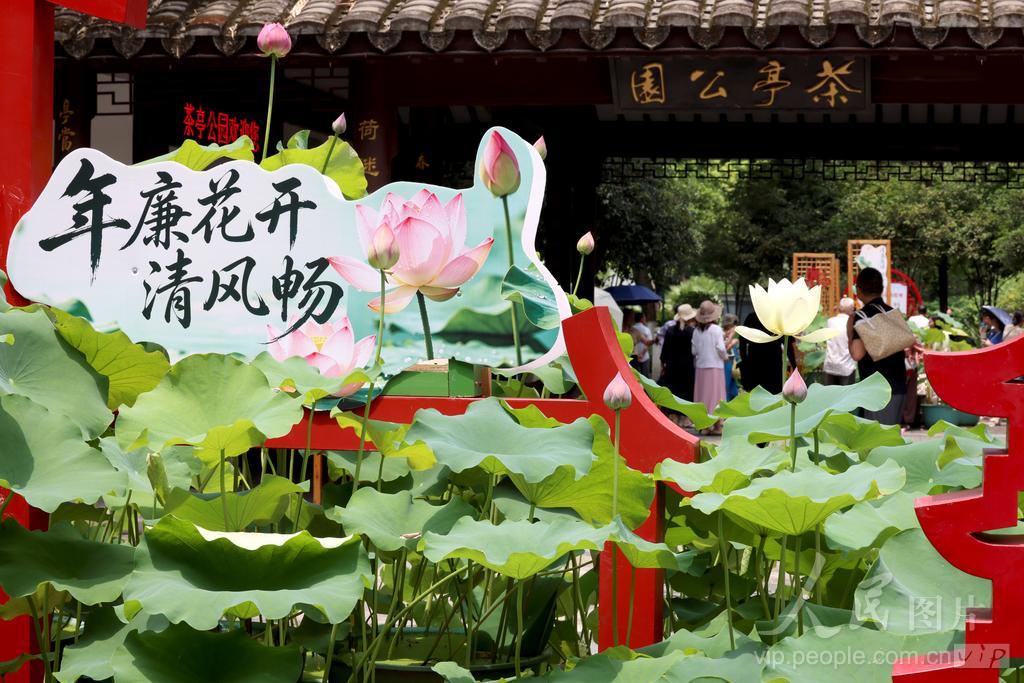 6月7日，游客在福州茶亭公园观赏荷花。