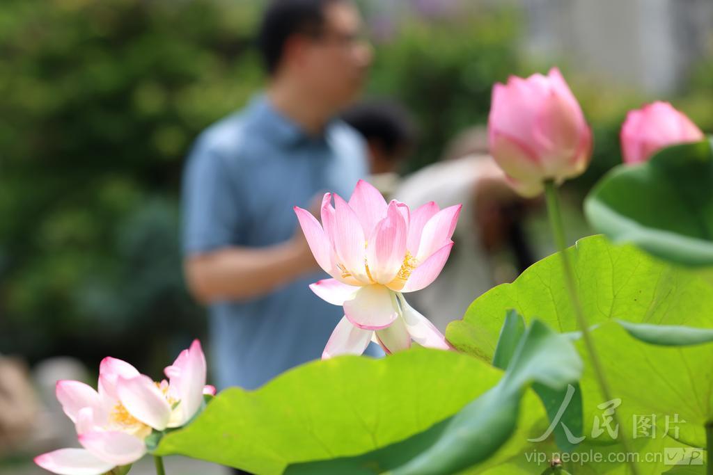 6月7日，游客在福州茶亭公园观赏荷花。