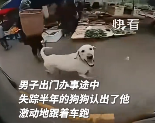 狗狗失踪半年后遇到主人追车相认 网友：余生请好好陪伴