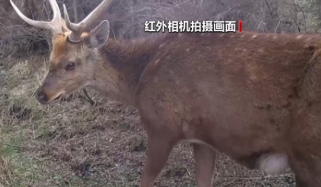 立体巡护+全民参与 他们这样护航野生动物安居