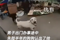 狗狗失踪半年后遇到主人追车相认 网友：余生请好好陪伴