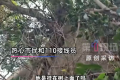 山崖下捡到手机一抬头失主在树上：爬观景巨石打卡拍照不慎坠崖