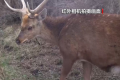 立体巡护+全民参与 他们这样护航野生动物安居
