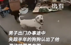 狗狗失踪半年后遇到主人追车相认 网友：余生请好好陪伴