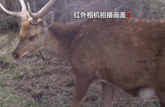 立体巡护+全民参与 他们这样护航野生动物安居