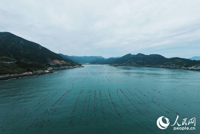 霞浦的海上养殖区成摄影热点题材。人民网 林铭贤 摄