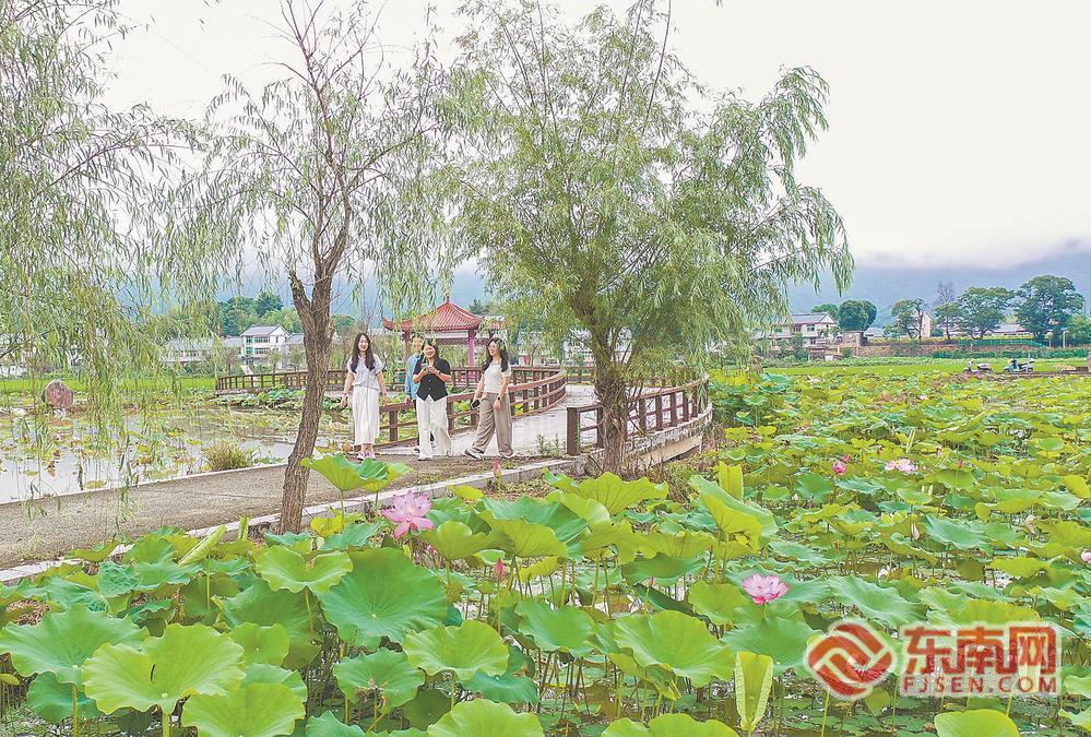 三明市建宁县均口镇：荷花绽放迎客来