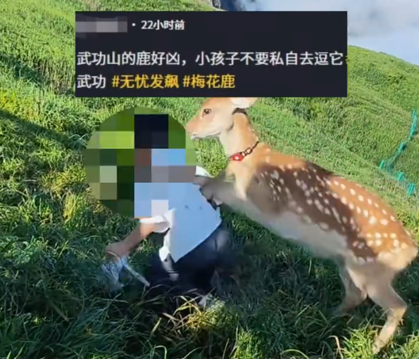 武功山网红鹿扑倒男孩 景区工作人员回应
