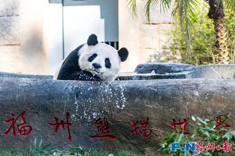6月16日，大熊猫“科豆”，也将加入生日狂欢。