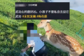 武功山网红鹿扑倒男孩 景区工作人员回应