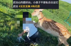 武功山网红鹿扑倒男孩 景区工作人员回应