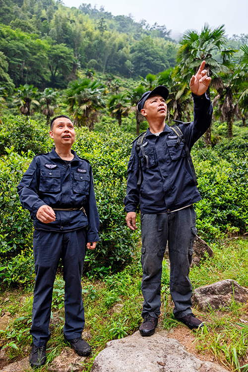 闽人新智|如何做到“人与青山两不负”,武夷老茶农有了新答案