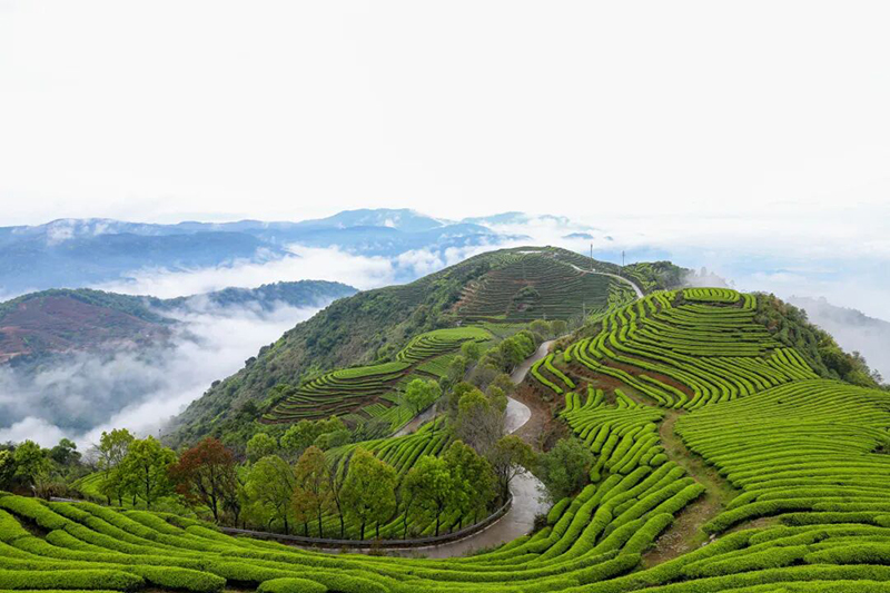 平均海拔600余米的长龙茶山，拥有万亩生态茶园。